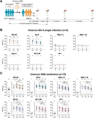 Dynamic changes of neutralizing antibody and memory T cell responses six months post Omicron XBB reinfection